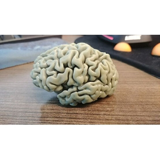 3duman Beyin Figürü  Beyaz  10 x 15 cm Aksiyon Figürleri Fiyatı