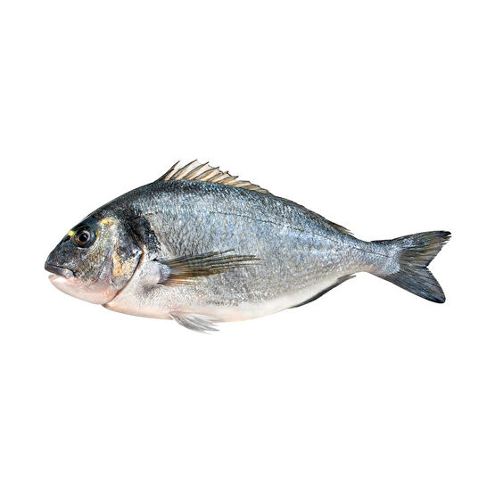 Çipura 400-600 g Deniz Ürünü Fiyatı