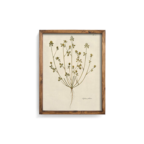 epiqart Trifolium Pallidum - Ahşap Çerçeve 32 x 42 Beden