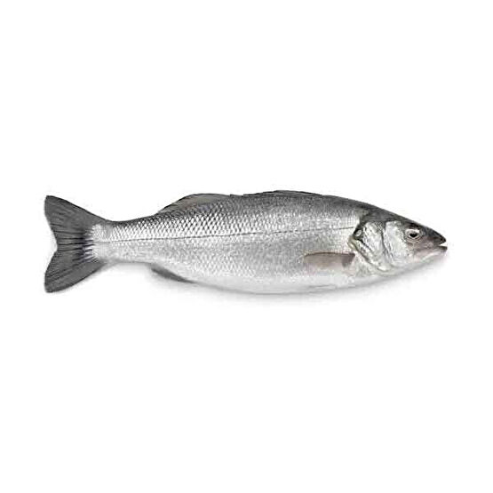Levrek 300-400 g Deniz Ürünü Fiyatı