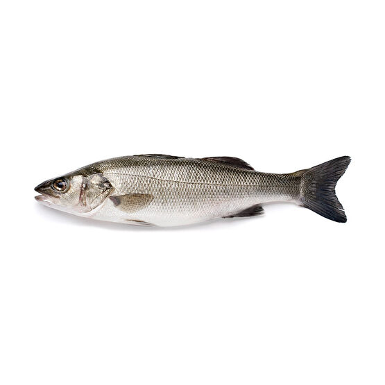 Levrek 600-800 g Deniz Ürünü Fiyatı