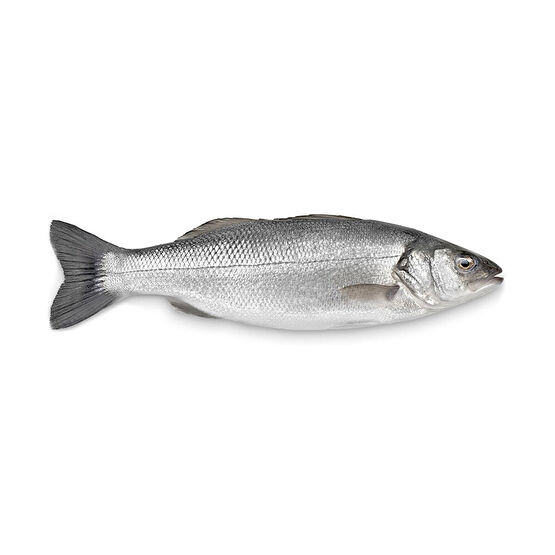 Levrek 800-1000 g Deniz Ürünü Fiyatı