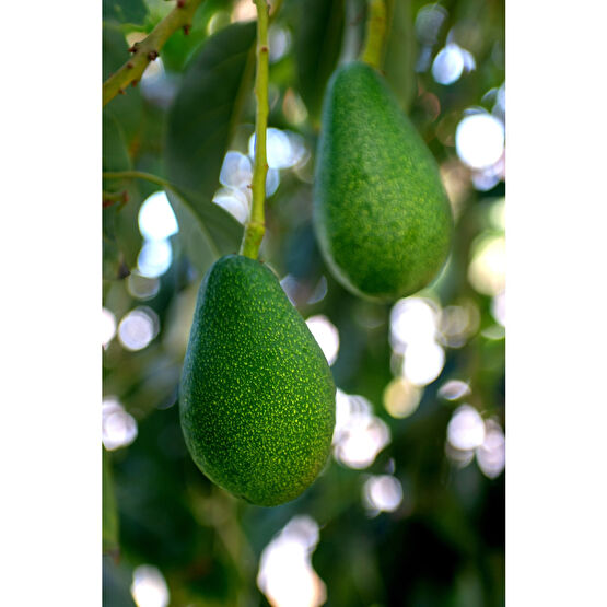 MYANAMUR 1 kg Avokado - Taze Hasat Meyve Fiyatı