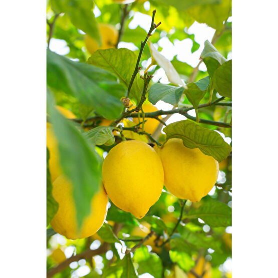 MYANAMUR 1 Kg Taze Limon Meyve Fiyatı