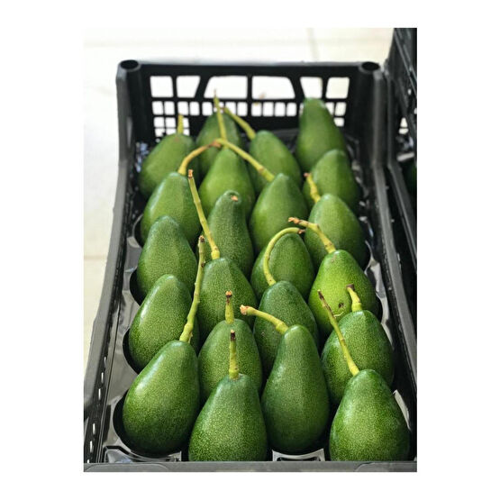 TROPİKAR Avokado 1 kg Meyve Fiyatı